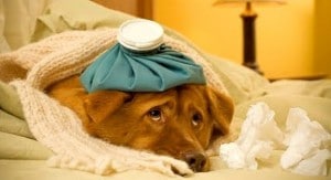 Midwest Dog Flu Hits the South